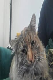 Penny the Cat