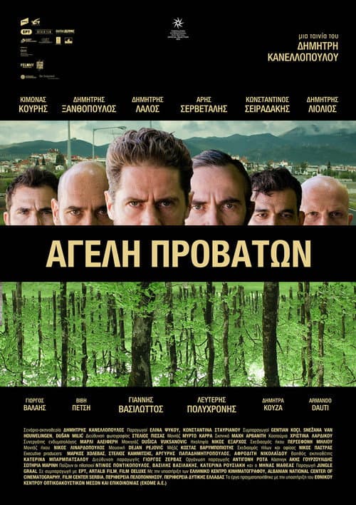 Pack of Sheep poster