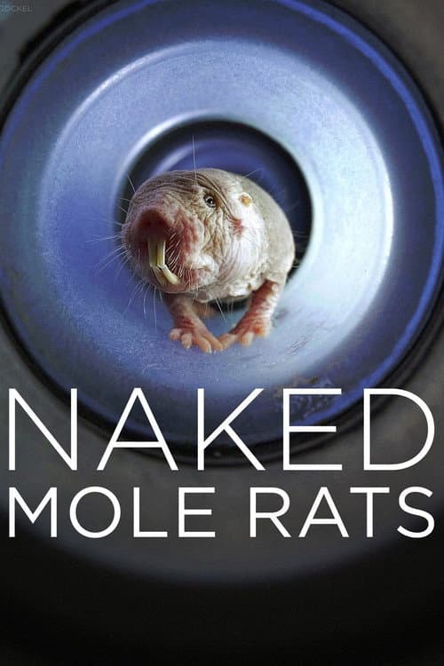 Naked Mole Rats poster