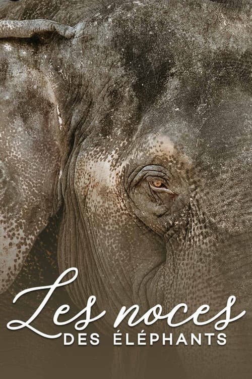 The wedding of the elephants poster