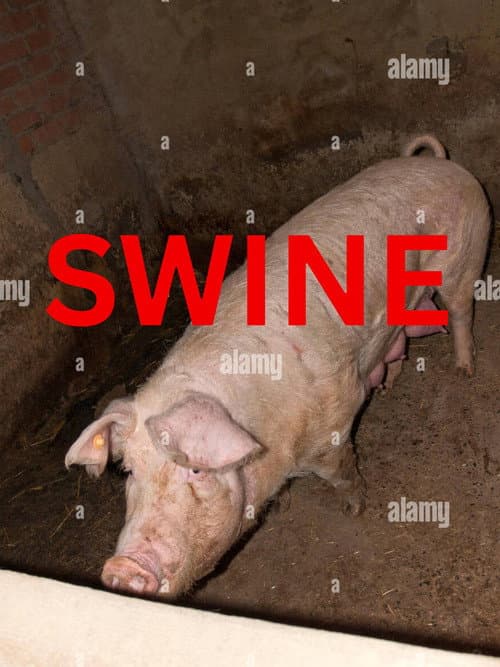 Swine poster