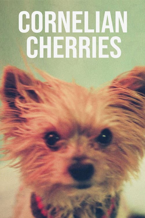 Cornelian Cherries poster