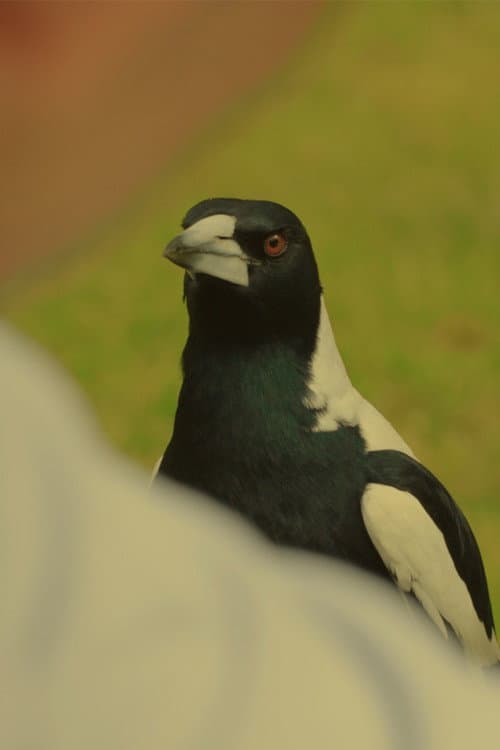 Karl