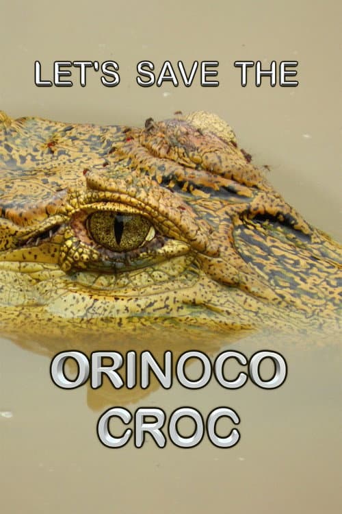 Let’s Save the Orinoco Croc poster