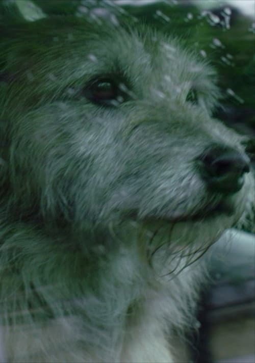 Doggone poster