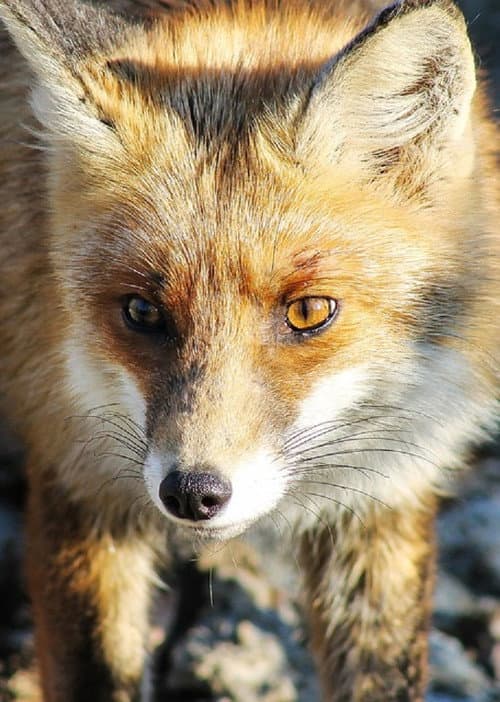 Stadt, Land, Fuchs! poster