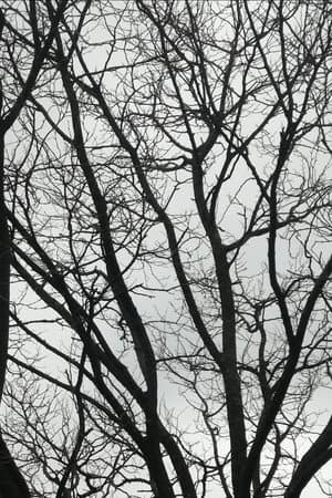 Tree Limbs