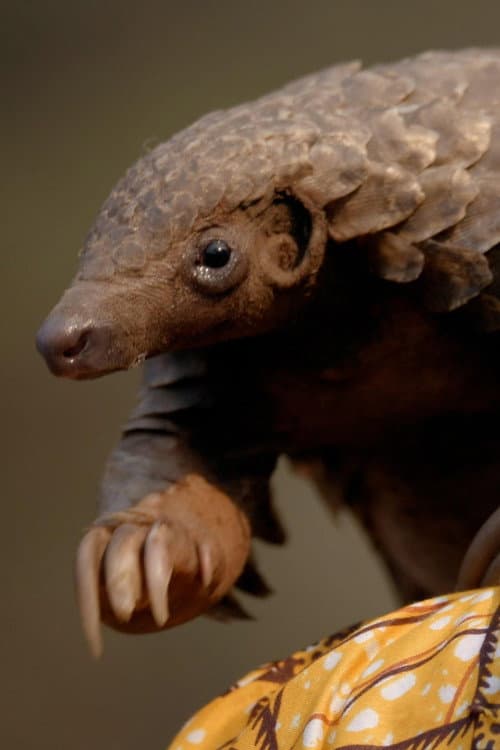 Wild Hope: Pangolin Protectors poster
