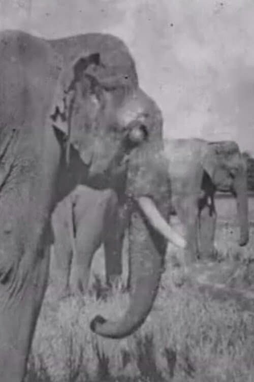 Land of the Elephants poster