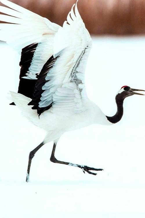 Dance Of The Crane poster