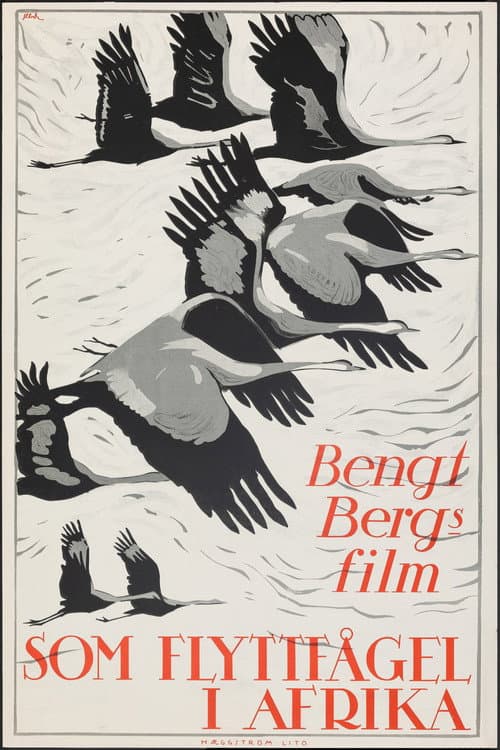 As a Migratory Bird in Africa poster